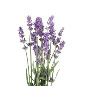 Lavender 15g