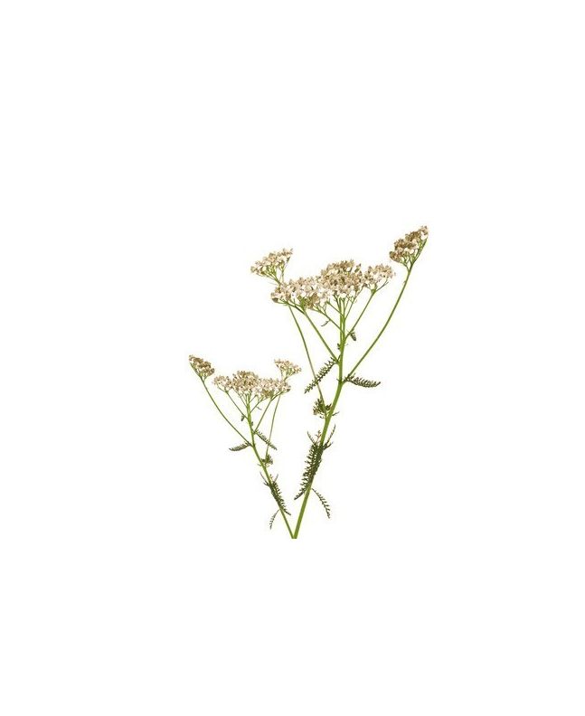 Milfoil 15g