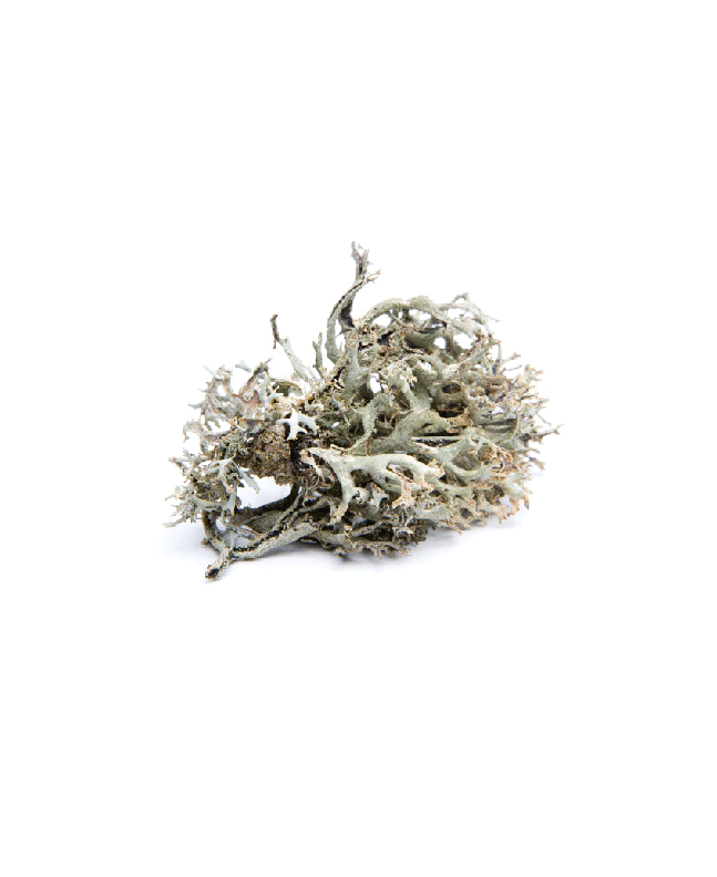 Icelandic moss 15g