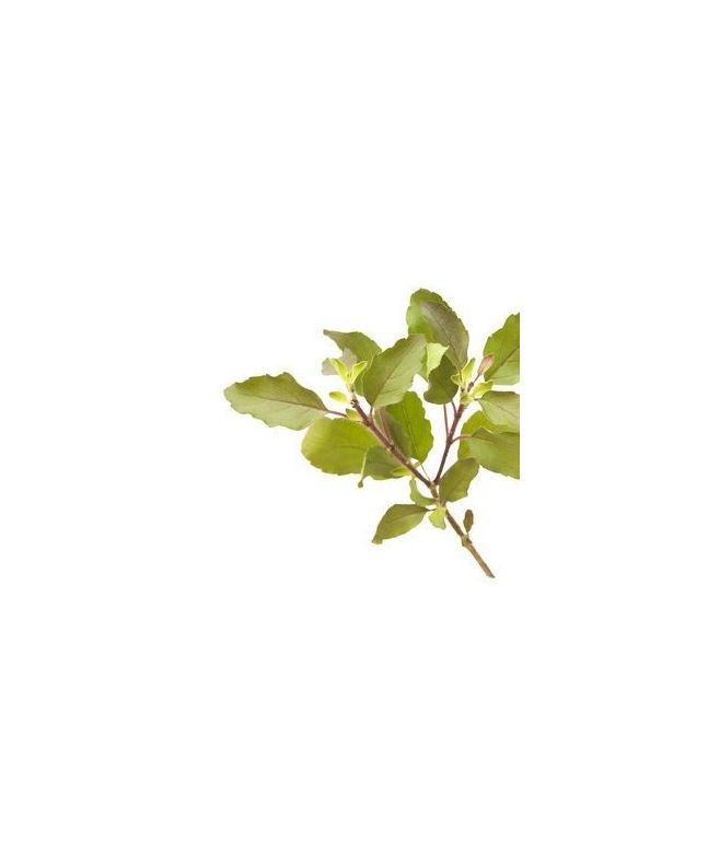 Tulsi - Indian basil 15g