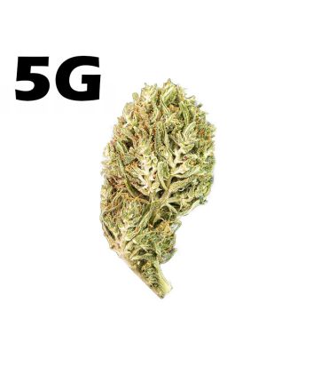 Hemp drought CBD Jack Herer <7% - 5g