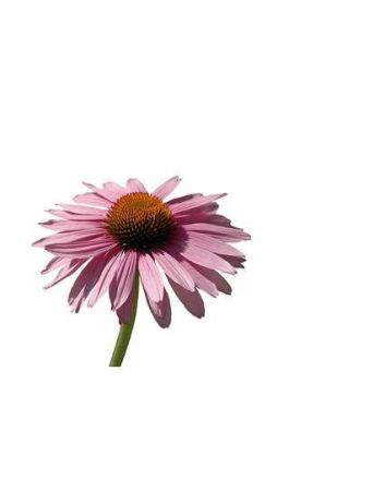 Echinacea 15g