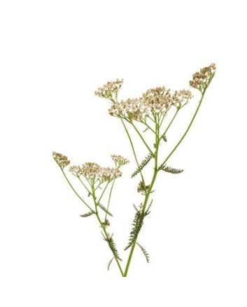 Milfoil 15g
