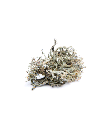 Icelandic moss 15g