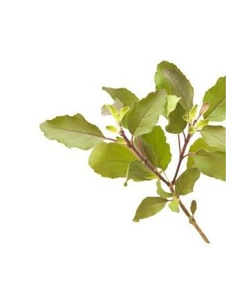 Tulsi - Indian basil 15g