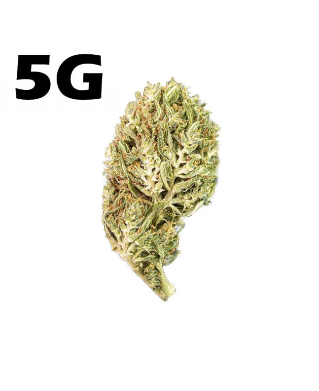 Hemp drought CBD Jack Herer <7% - 5g